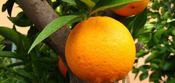Piante da frutto