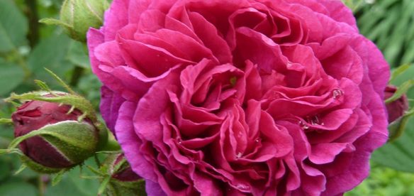 Rose