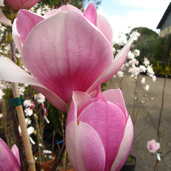 magnolia-satisfaction-vivai-michelini